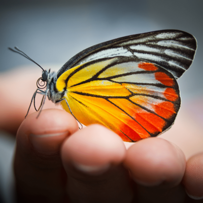 Hand & Schmetterling Backround Videoserie Unforgettable
