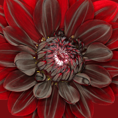 Lotusblüte Lotusblüte